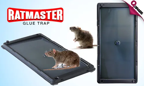 Rodent Glue Traps!